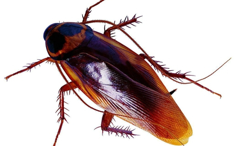 城市越來越整潔 蟑螂為何越來越多？