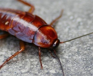 【蟲害管理哪家好】如何防蟑螂出沒？